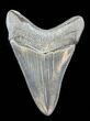 Serrated, Megalodon Tooth - Glossy Enamel #38740-1